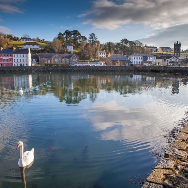 Bantry Harbour Swans
