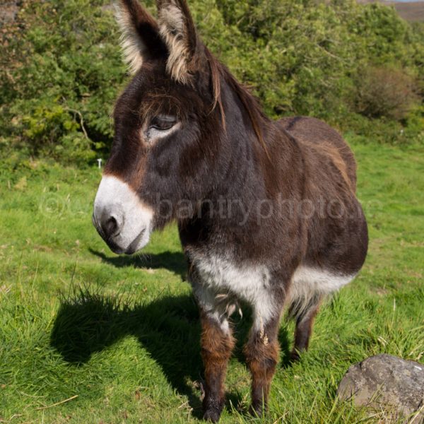 Donkey