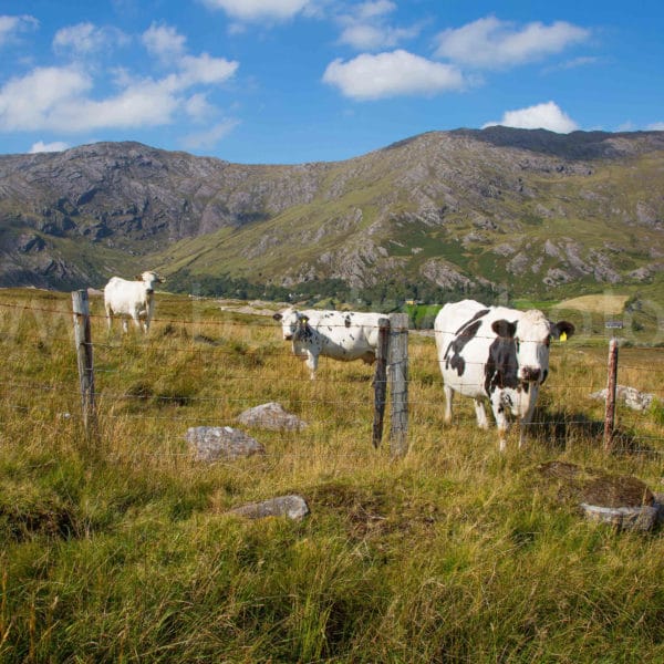Glengarriff Hills