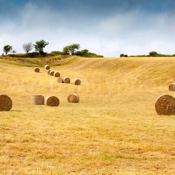 Mealagh Valley Gold Landscape