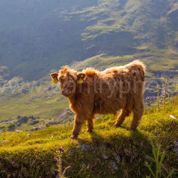 Wooly Calf
